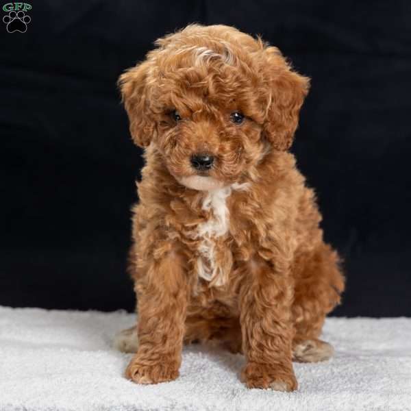 Anthony, Toy Poodle Puppy